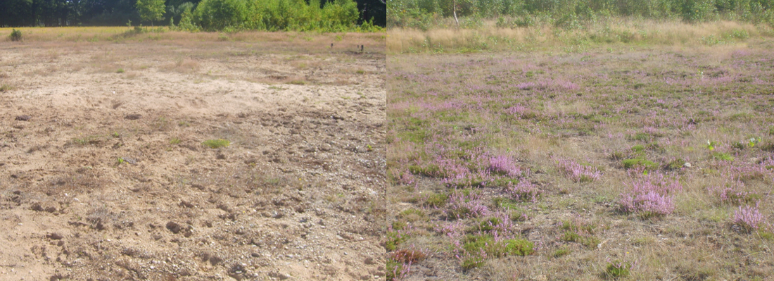 Do nothing (left) or with soil transplantation (right)