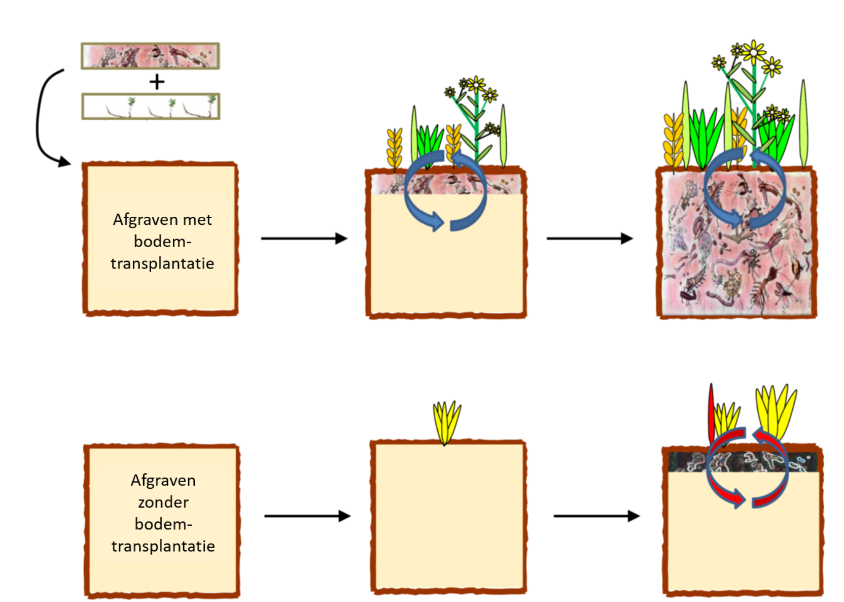 Schematic overview of soil organism's feedback