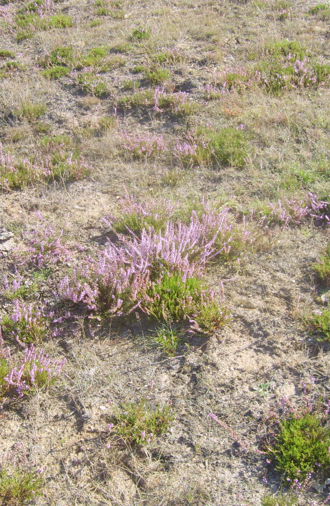 Reyerscamp transplantation of heathland soil